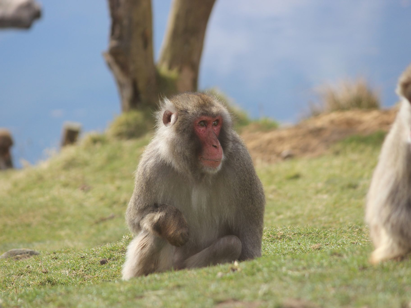 Ein Japanmakak (Macaca fuscata) ist dem Highland Wildlife Park entwischt. - Foto: Royal Zoological Society of Scotland/dpa