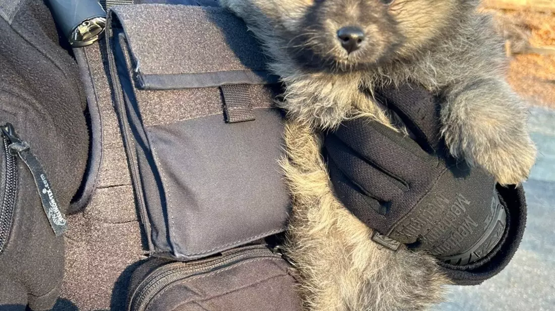 Bundespolizeidirektion München: Zwergspitz-Welpe unerlaubt nach Deutschland gebracht Bundespolizei bringt Junghund ins Tierheim - Bild: presseportal.de