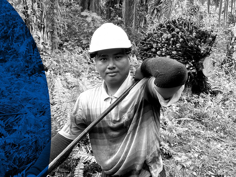 ARD radiofeature / Auf der Ölspur - Doku über nachhaltig produziertes Palmöl - Foto: presseportal.de