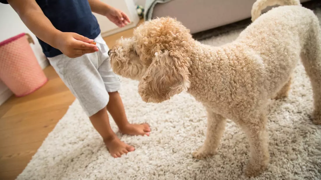 Viele Kinder schaffen es nicht, sich jeden Tag ausreichend körperlich zu betätigen. Ob ein Hund im Haus da helfen kann? - Bild: Christin Klose/dpa-tmn/dpa
