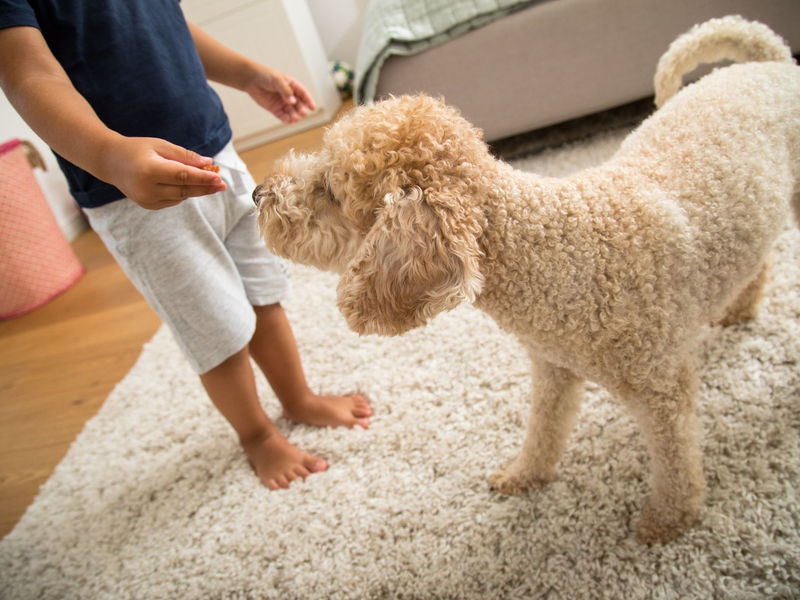 Viele Kinder schaffen es nicht, sich jeden Tag ausreichend körperlich zu betätigen. Ob ein Hund im Haus da helfen kann? - Foto: Christin Klose/dpa-tmn/dpa