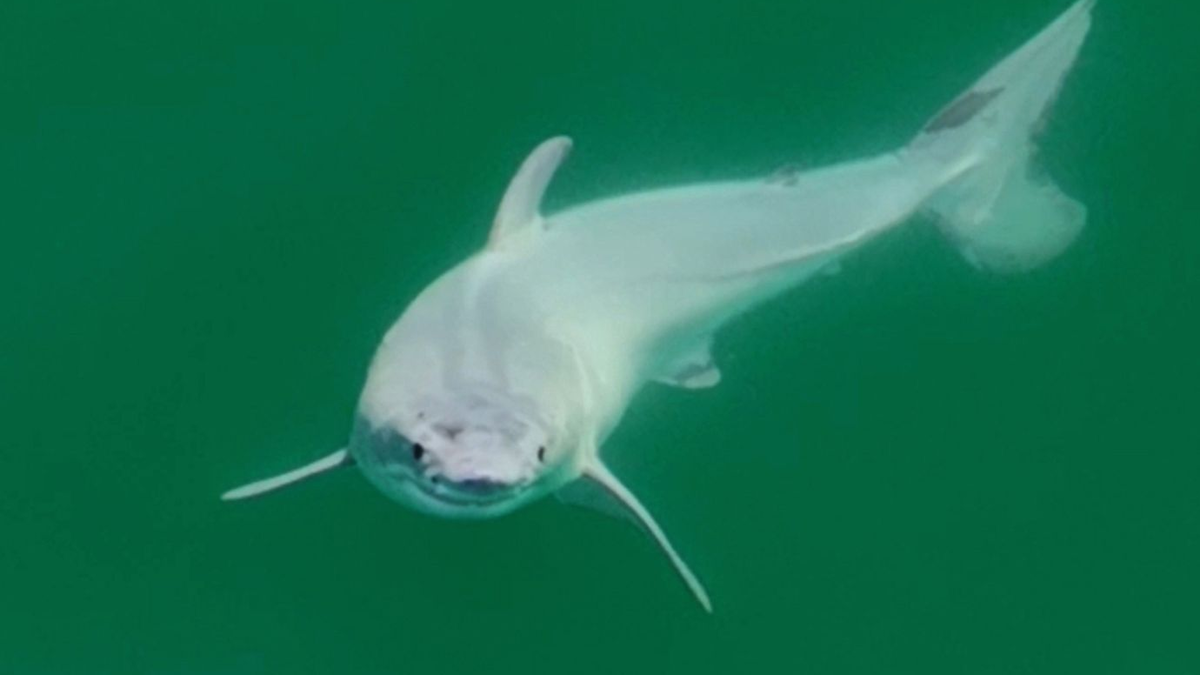 Ein offenbar neugeborener Weißer Hai vor der Küste Kaliforniens  bei Santa Barbara. - Foto: Carlos Gauna/The Malibu Artist/dpa