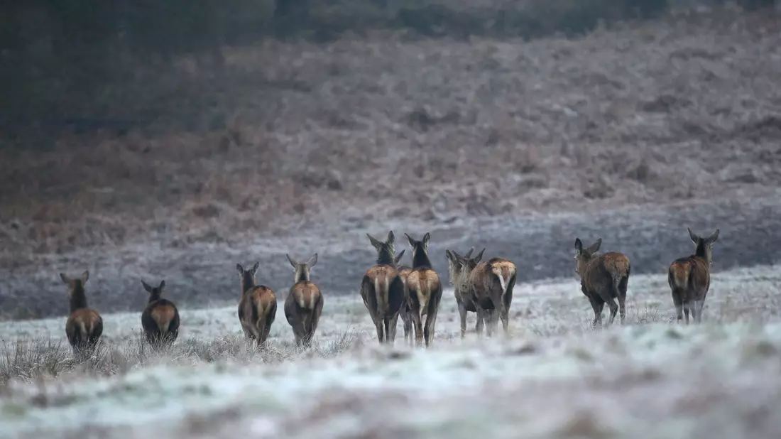 Rehe auf einem frostbedeckten Feld im Richmond Park in London. - Bild: Yui Mok/PA Wire/dpa