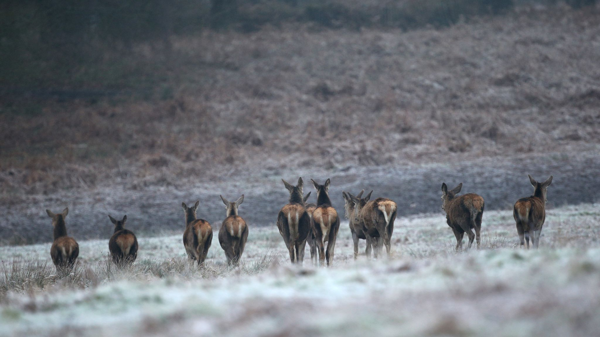 Rehe auf einem frostbedeckten Feld im Richmond Park in London. - Foto: Yui Mok/PA Wire/dpa