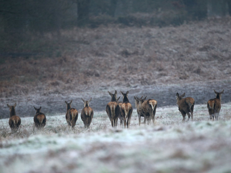 Rehe auf einem frostbedeckten Feld im Richmond Park in London. - Foto: Yui Mok/PA Wire/dpa