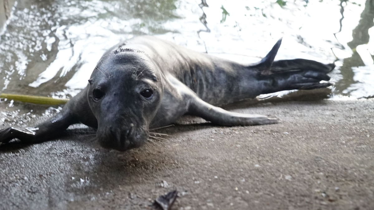 Das gerettete Robbenbaby lebt nun vorerst in einem Gehege im Hamburger Schwanenquartier. - Foto: Frank Bründel/dpa