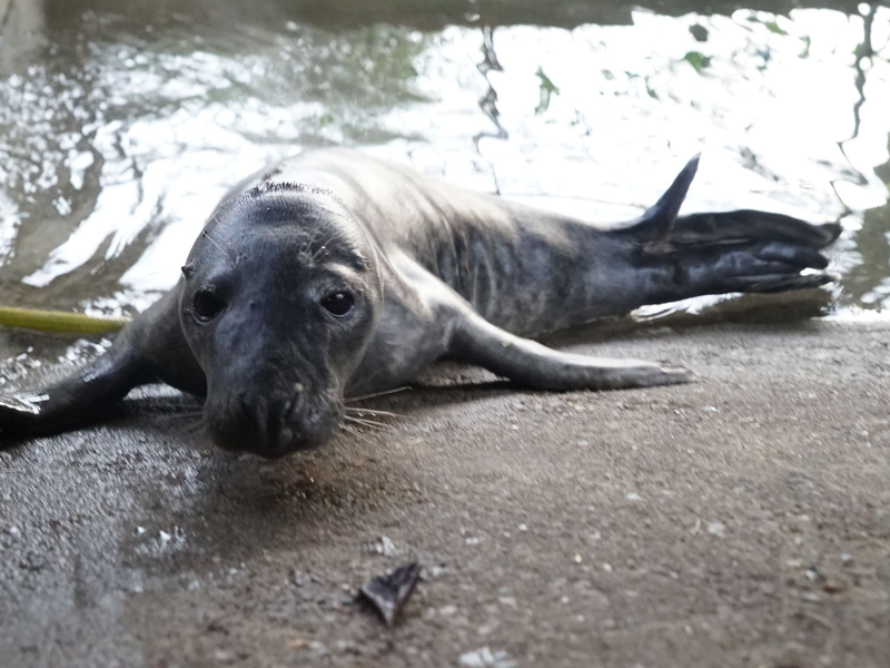 Das gerettete Robbenbaby lebt nun vorerst in einem Gehege im Hamburger Schwanenquartier. - Foto: Frank Bründel/dpa