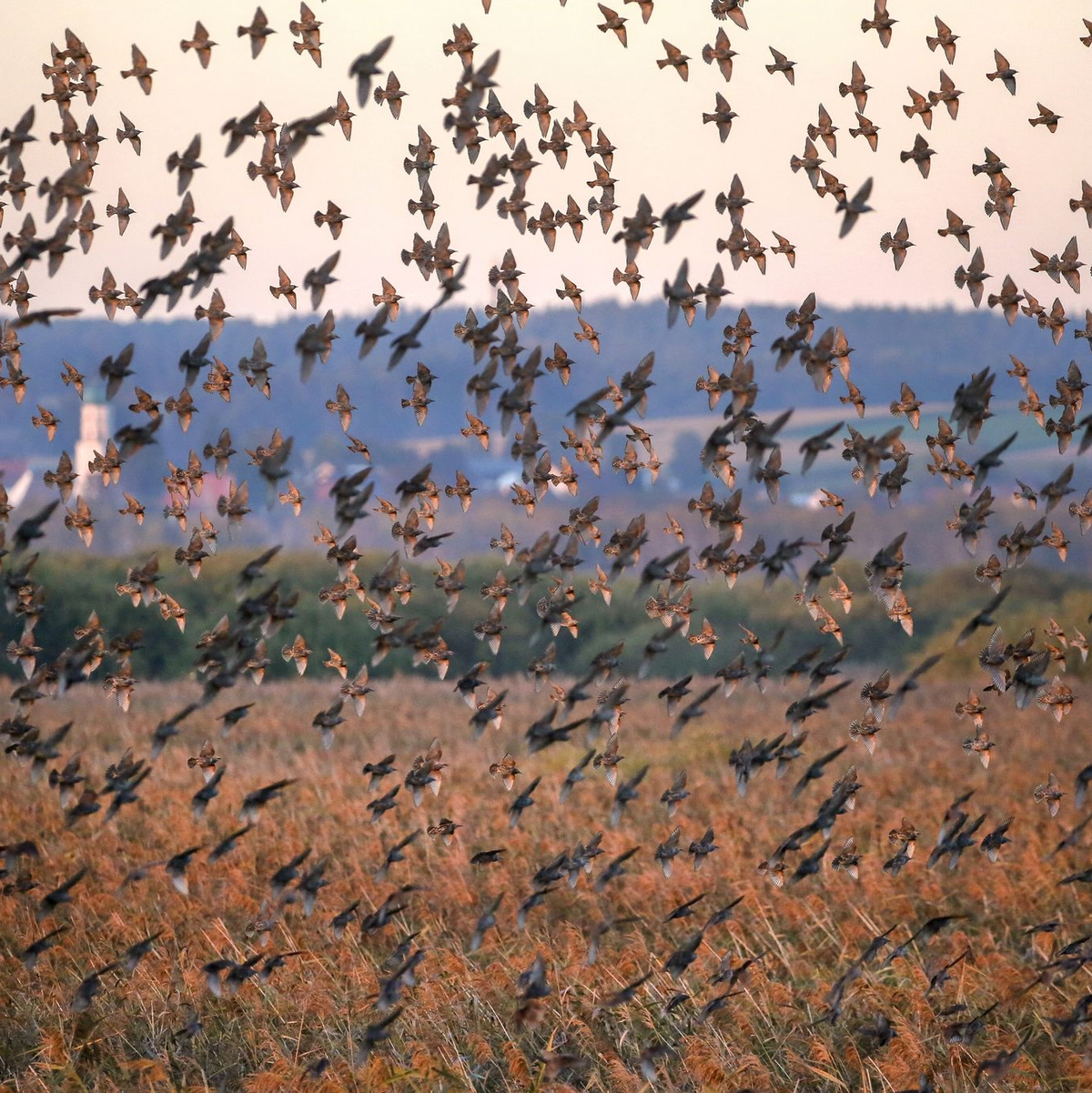 Hunderte Stare über dem Naturschutzgebiet Federsee. - Foto: Thomas Warnack/dpa