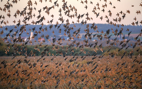 Hunderte Stare über dem Naturschutzgebiet Federsee. - Foto: Thomas Warnack/dpa