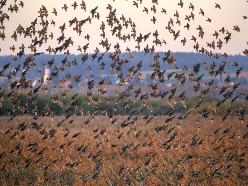 Hunderte Stare über dem Naturschutzgebiet Federsee. - Foto: Thomas Warnack/dpa