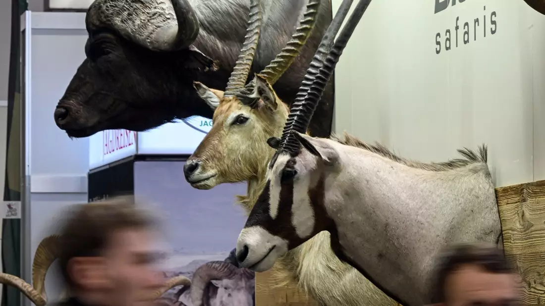 Trophäen von Wildtieren auf der Messe «Jagd und Hund» in Dortmund. - Bild: Federico Gambarini/dpa