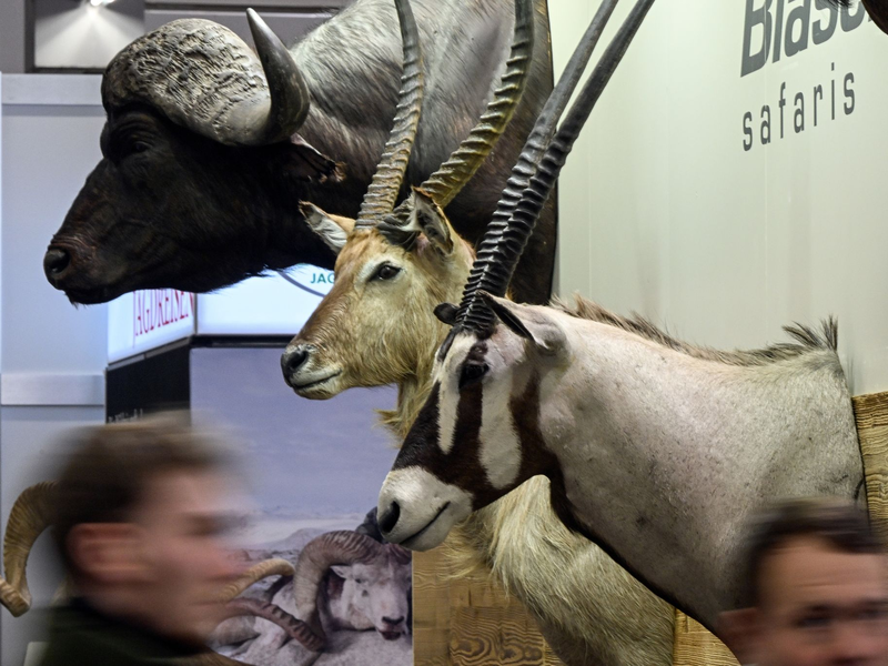 Trophäen von Wildtieren auf der Messe «Jagd und Hund» in Dortmund. - Foto: Federico Gambarini/dpa
