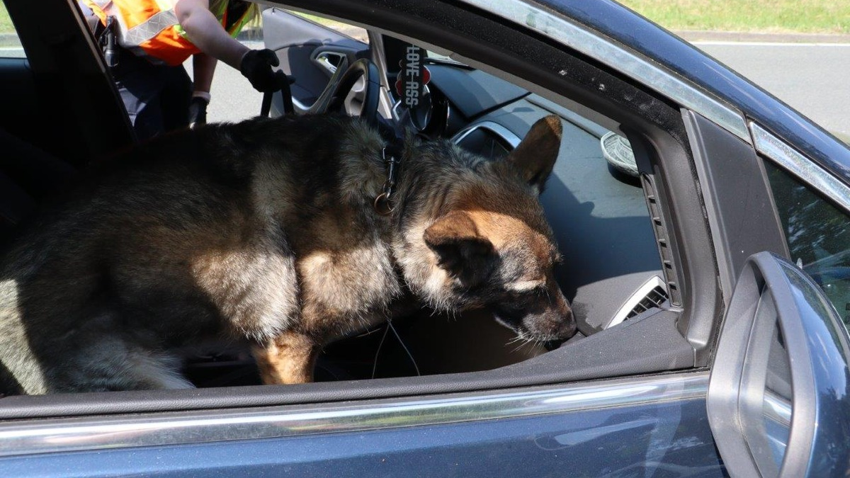 HZA-MS: Kollegin auf vier Pfoten: Zollhündin Reese übergibt Staffelstab an Nachfolgerin Haze Erfolgreiche Zollhündin beim Hauptzollamt Münster pensioniert - Nachfolgerin bereits in Ausbildung - Foto: presseportal.de