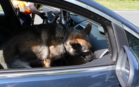 HZA-MS: Kollegin auf vier Pfoten: Zollhündin Reese übergibt Staffelstab an Nachfolgerin Haze Erfolgreiche Zollhündin beim Hauptzollamt Münster pensioniert - Nachfolgerin bereits in Ausbildung - Foto: presseportal.de