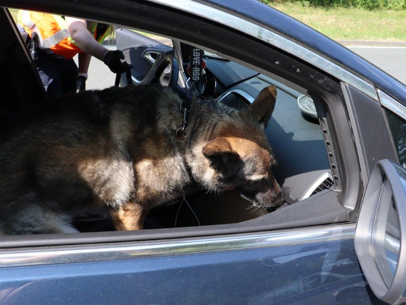 HZA-MS: Kollegin auf vier Pfoten: Zollhündin Reese übergibt Staffelstab an Nachfolgerin Haze Erfolgreiche Zollhündin beim Hauptzollamt Münster pensioniert - Nachfolgerin bereits in Ausbildung - Foto: presseportal.de