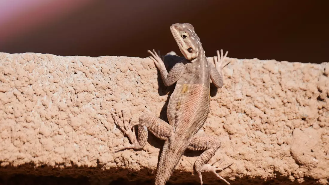 Kletterkünstler: Seit 50 Millionen Jahren besiedeln Geckos die Erde und gehören damit zu den ältesten Tieren der Welt. - Bild: Annette Riedl/dpa