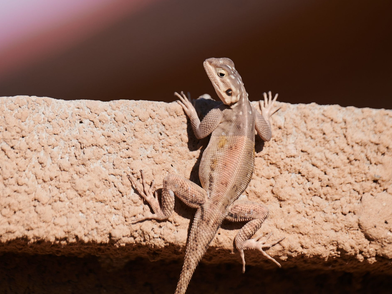 Kletterkünstler: Seit 50 Millionen Jahren besiedeln Geckos die Erde und gehören damit zu den ältesten Tieren der Welt. - Foto: Annette Riedl/dpa