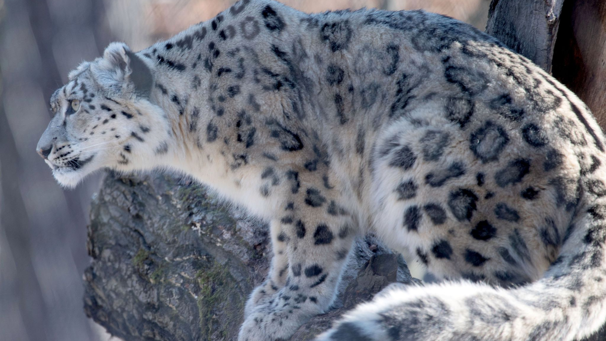 Auf der Roten Liste der Weltnaturschutzunion als «gefährdet» gelistet: der Schneeleopard. - Foto: Marijan Murat/dpa