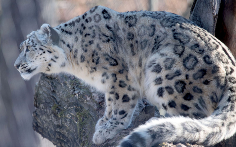 Auf der Roten Liste der Weltnaturschutzunion als «gefährdet» gelistet: der Schneeleopard. - Foto: Marijan Murat/dpa