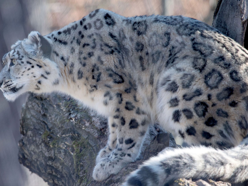 Auf der Roten Liste der Weltnaturschutzunion als «gefährdet» gelistet: der Schneeleopard. - Foto: Marijan Murat/dpa