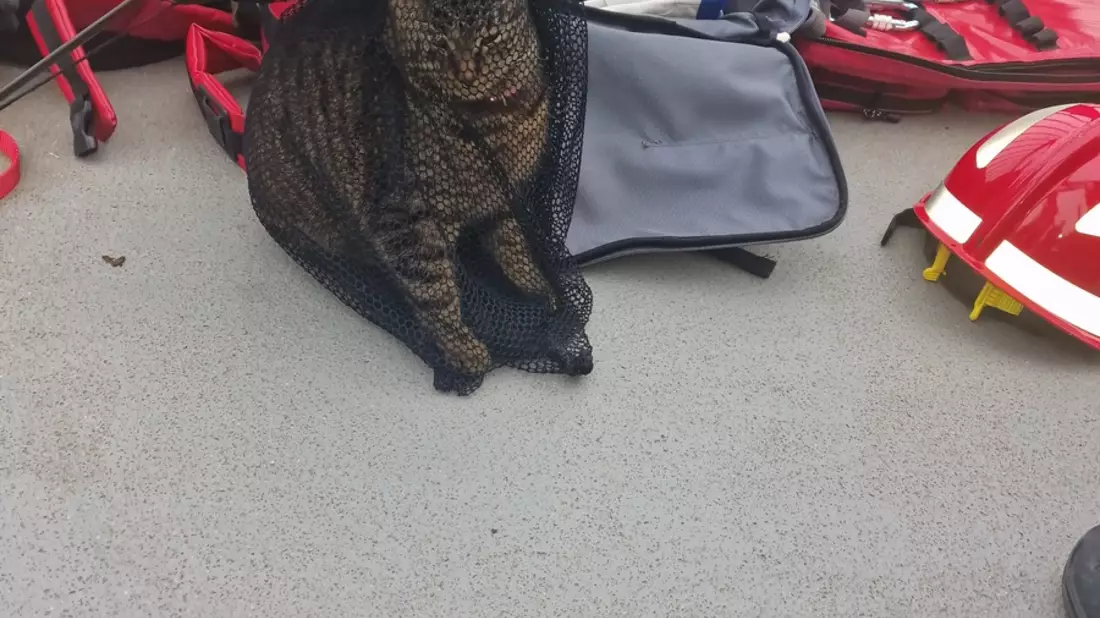 POL-MA: Ladenburg/Rhein-Neckar-Kreis: Abenteuerlustige Katze von Brücke gerettet - Bild: presseportal.de