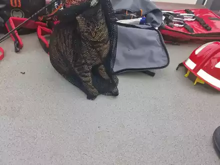 POL-MA: Ladenburg/Rhein-Neckar-Kreis: Abenteuerlustige Katze von Brücke gerettet - Foto: presseportal.de