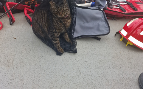 POL-MA: Ladenburg/Rhein-Neckar-Kreis: Abenteuerlustige Katze von Brücke gerettet - Foto: presseportal.de