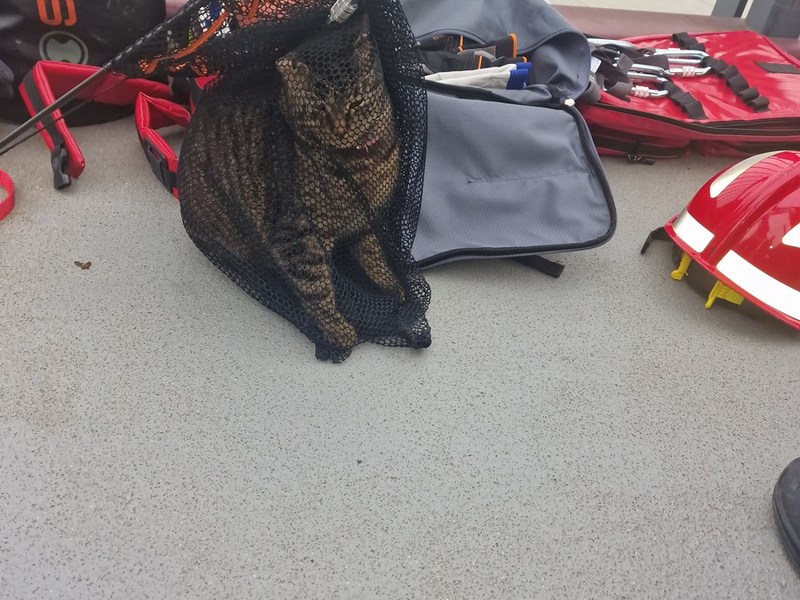 POL-MA: Ladenburg/Rhein-Neckar-Kreis: Abenteuerlustige Katze von Brücke gerettet - Foto: presseportal.de