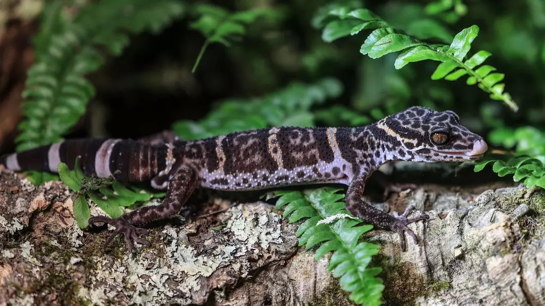 Ein Tigergecko sitzt im Zoo in Köln auf einem Baumstamm. Der Gecko ist das Zootier des Jahres 2024. - Bild: Oliver Berg/dpa