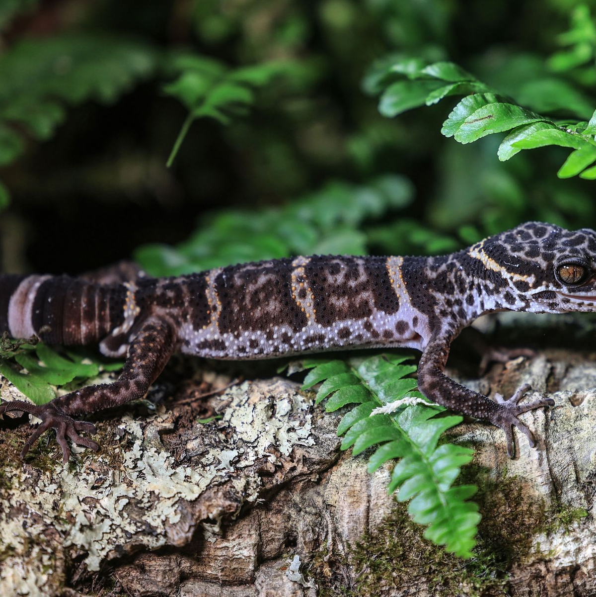 Ein Tigergecko sitzt im Zoo in Köln auf einem Baumstamm. Der Gecko ist das Zootier des Jahres 2024. - Foto: Oliver Berg/dpa