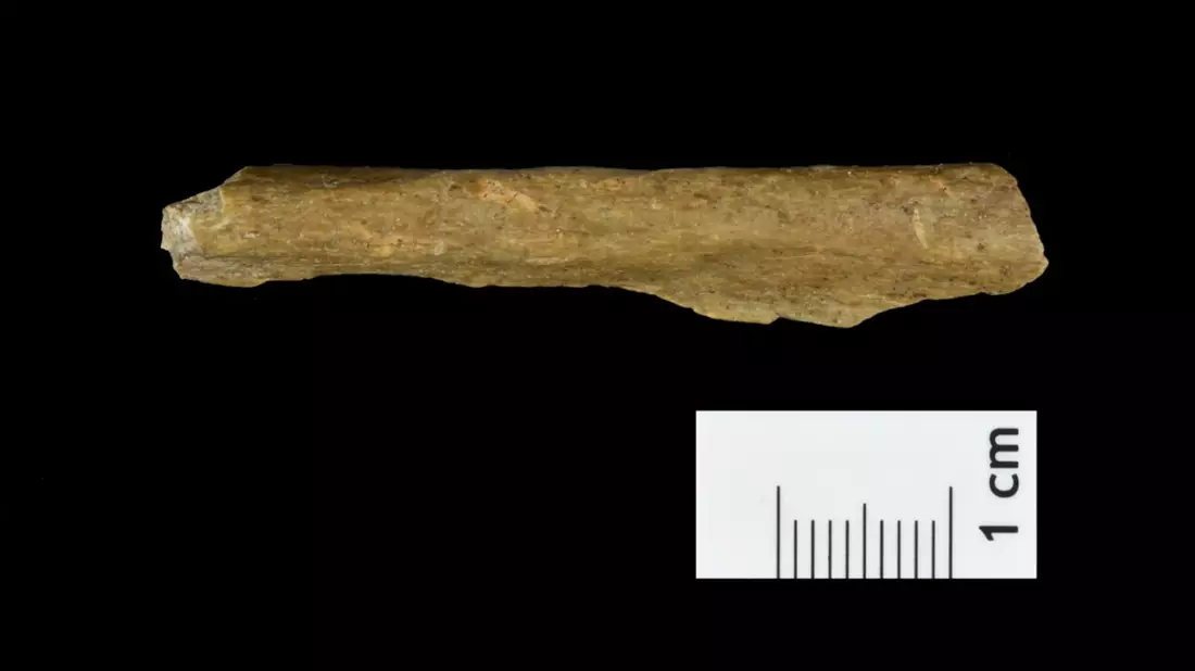 Es wurden Knochenreste gefunden, deren DNA eindeutig vom Homo sapiens stammt. - Bild: Tim Schüler TLDA/dpa