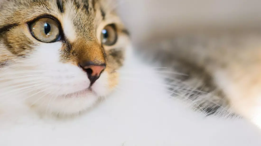 Katzenbesitzer sollen der Wissenschaft helfen: Mit Handyvideos ihrer Lieblinge. (Symbolbild) - Bild: Julian Stratenschulte/dpa