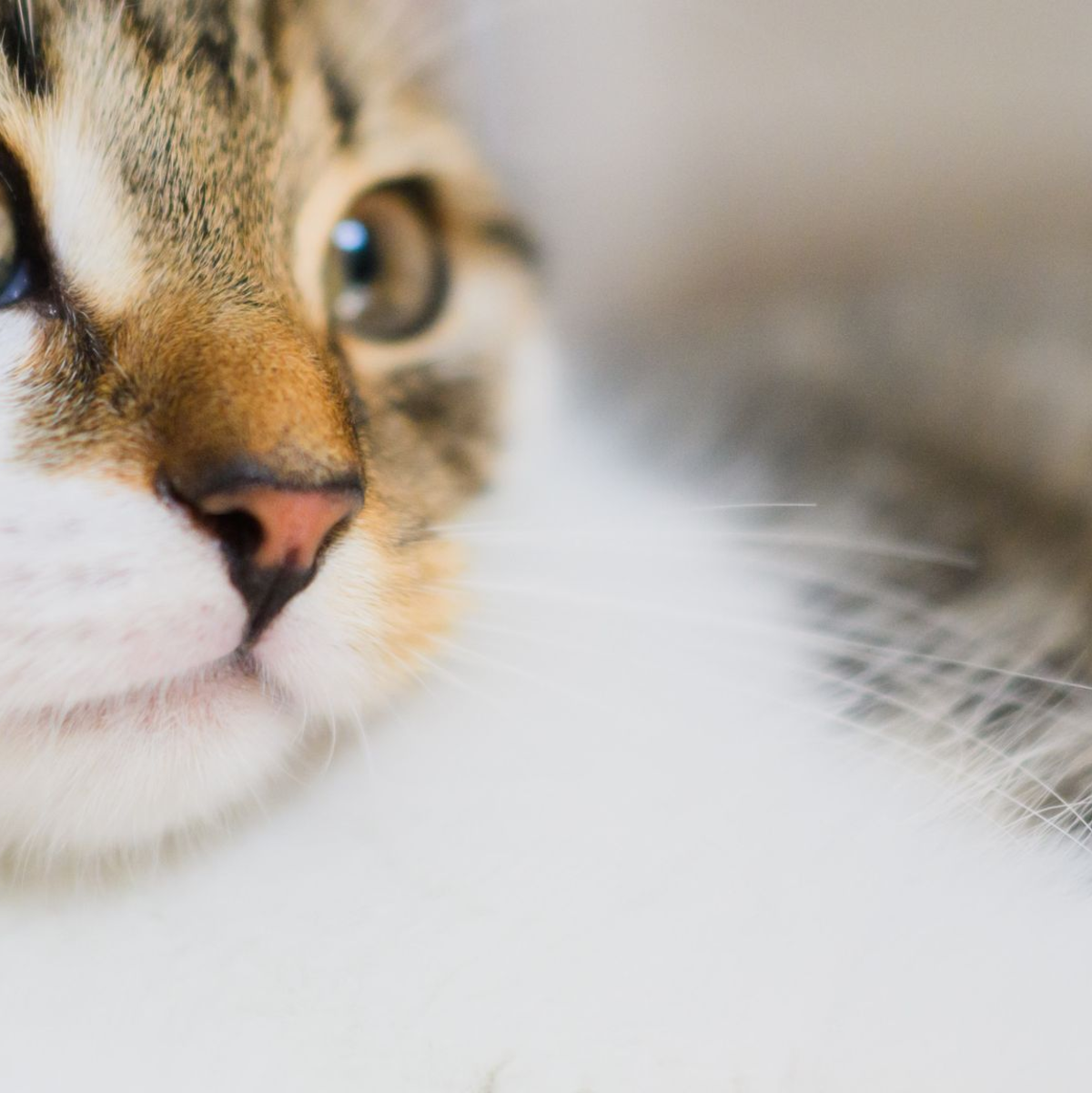 Katzenbesitzer sollen der Wissenschaft helfen: Mit Handyvideos ihrer Lieblinge. (Symbolbild) - Foto: Julian Stratenschulte/dpa