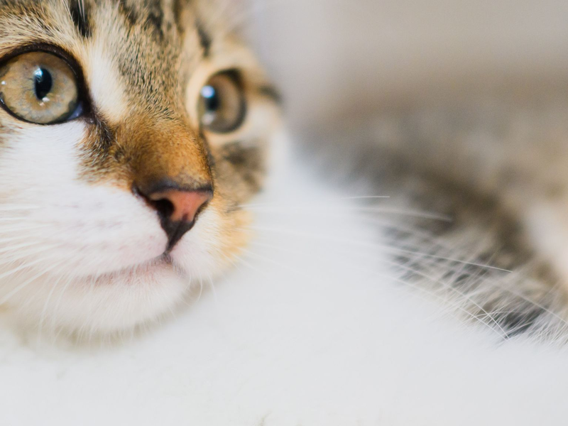 Katzen sind beliebte Haustiere und werden unter anderem für ihre Zuneigung geschätzt. - Foto: Julian Stratenschulte/dpa