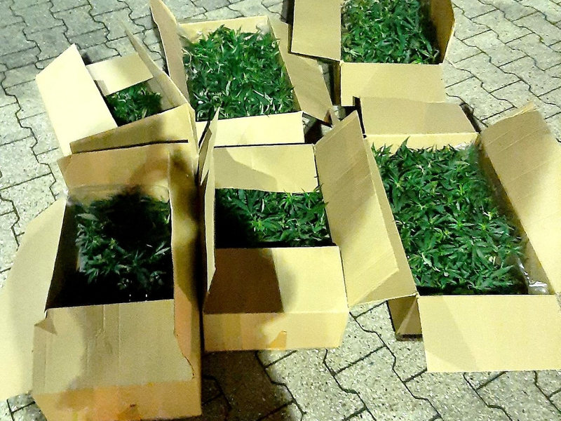 BPOL NRW: Mann mit über 450 Cannabispflanzen von Bundespolizei vorläufig festgenommen - Foto: presseportal.de