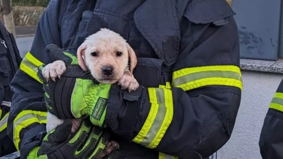 FW-DO: Feuerwehr rettet innerhalb von zwei Stunden zehn Hunde - Bild: presseportal.de