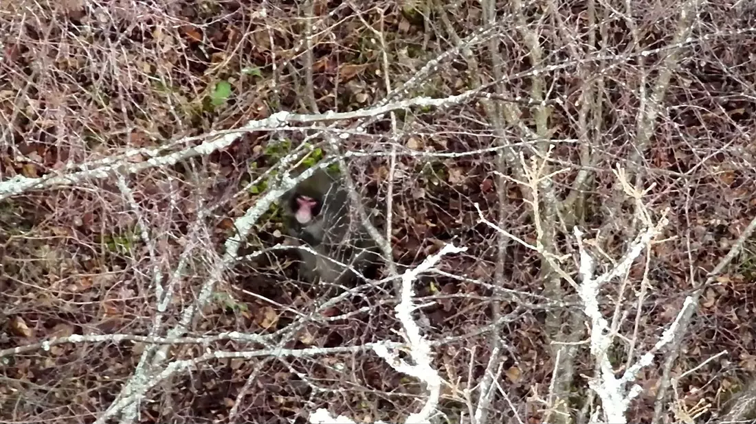 Der Ausflug von «Kingussie Kong» ist vorbei. - Bild: BH Wildlife Consultancy/PA Media/dpa