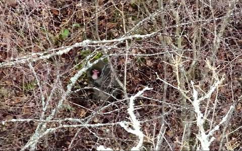 Der Ausflug von «Kingussie Kong» ist vorbei. - Foto: BH Wildlife Consultancy/PA Media/dpa
