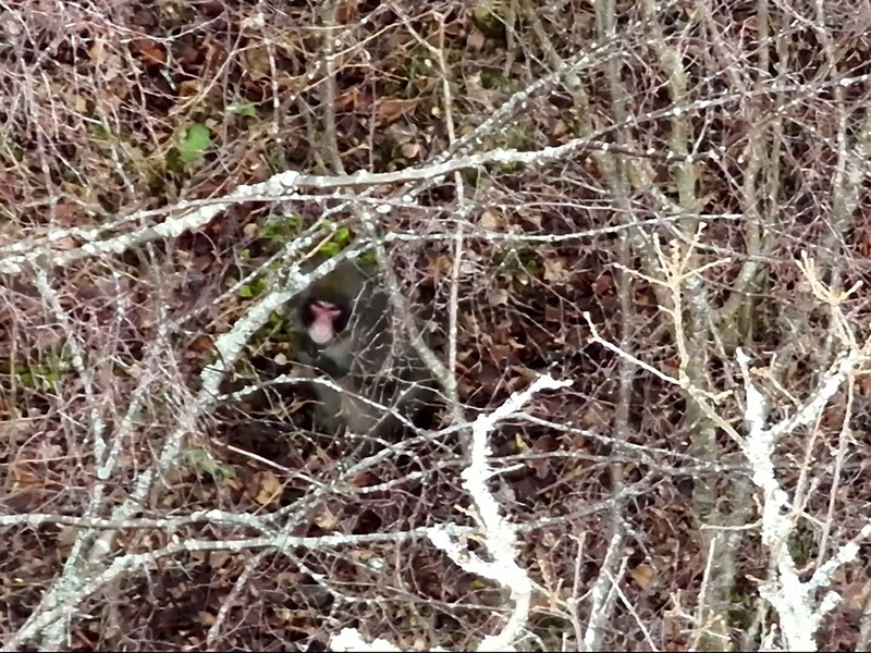 Der Ausflug von «Kingussie Kong» ist vorbei. - Foto: BH Wildlife Consultancy/PA Media/dpa