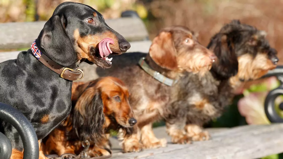 Experten zufolge haben kleine reinrassige Hunde mit länglichem Schädel die höchste mediane Lebenserwartung. - Bild: Roland Weihrauch/dpa