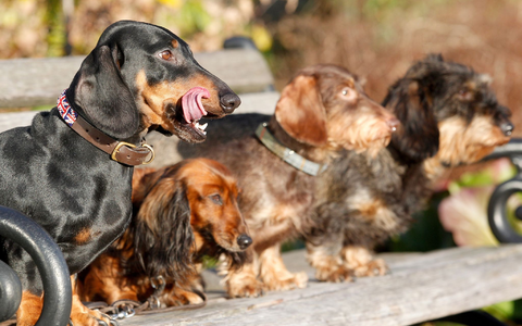 Experten zufolge haben kleine reinrassige Hunde mit länglichem Schädel die höchste mediane Lebenserwartung. - Foto: Roland Weihrauch/dpa