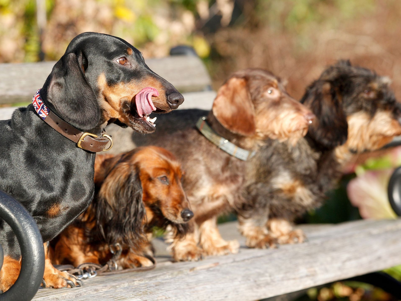 Experten zufolge haben kleine reinrassige Hunde mit länglichem Schädel die höchste mediane Lebenserwartung. - Foto: Roland Weihrauch/dpa