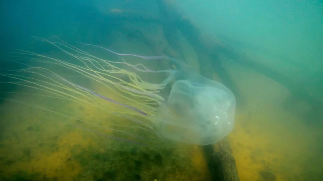 Achtung, sehr gefährlich: eine Seewespe (Chironex fleckeri). - Bild: Jamie Seymour/James Cook University/dpa