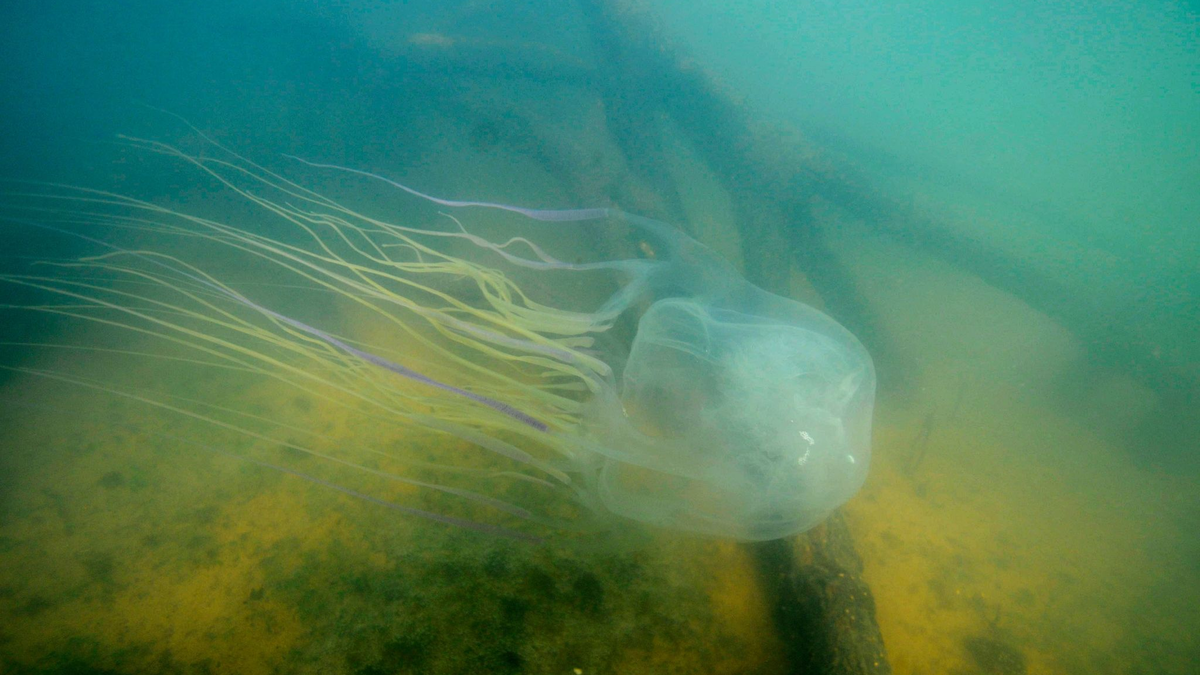 Achtung, sehr gefährlich: eine Seewespe (Chironex fleckeri). - Foto: Jamie Seymour/James Cook University/dpa