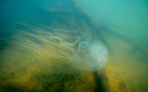 Achtung, sehr gefährlich: eine Seewespe (Chironex fleckeri). - Foto: Jamie Seymour/James Cook University/dpa