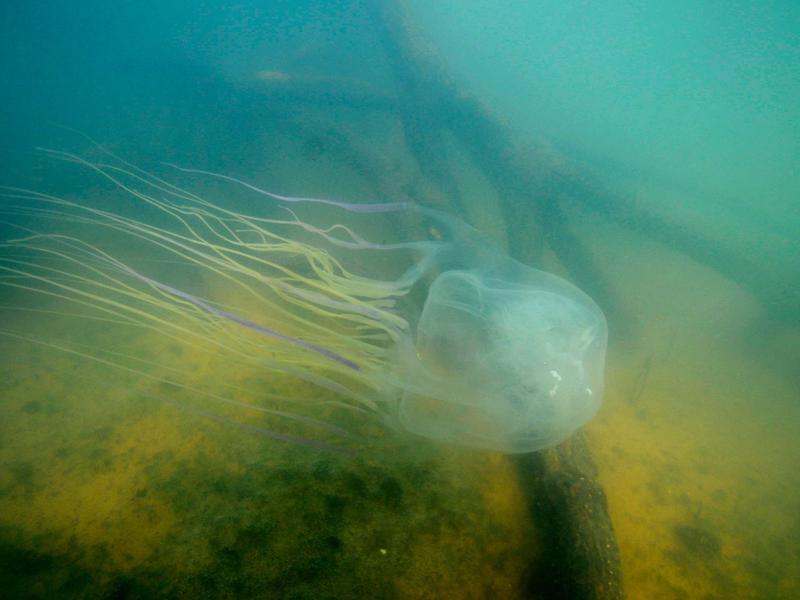 Achtung, sehr gefährlich: eine Seewespe (Chironex fleckeri). - Foto: Jamie Seymour/James Cook University/dpa