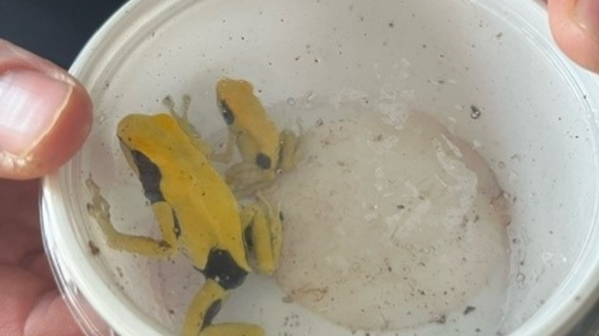 POL-K: 240202-2-K Polizisten mit tödlichem Pfeilgift bedroht - Baumsteiger in Gewahrsam - Foto: presseportal.de