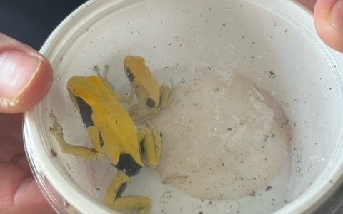 POL-K: 240202-2-K Polizisten mit tödlichem Pfeilgift bedroht - Baumsteiger in Gewahrsam - Foto: presseportal.de