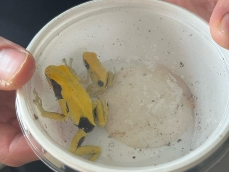 POL-K: 240202-2-K Polizisten mit tödlichem Pfeilgift bedroht - Baumsteiger in Gewahrsam - Foto: presseportal.de