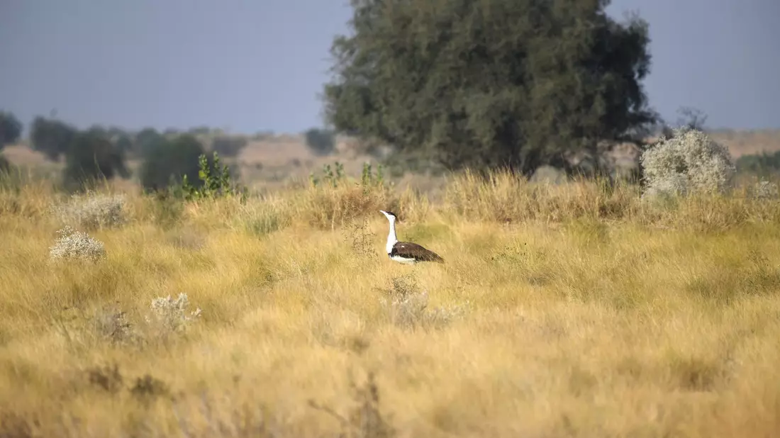 Seltenheit: Laut WWF gibt es nur noch rund 200 Hindutrappen. - Bild: Radheyshyam Bishnoi/ERDS Foundation/dpa